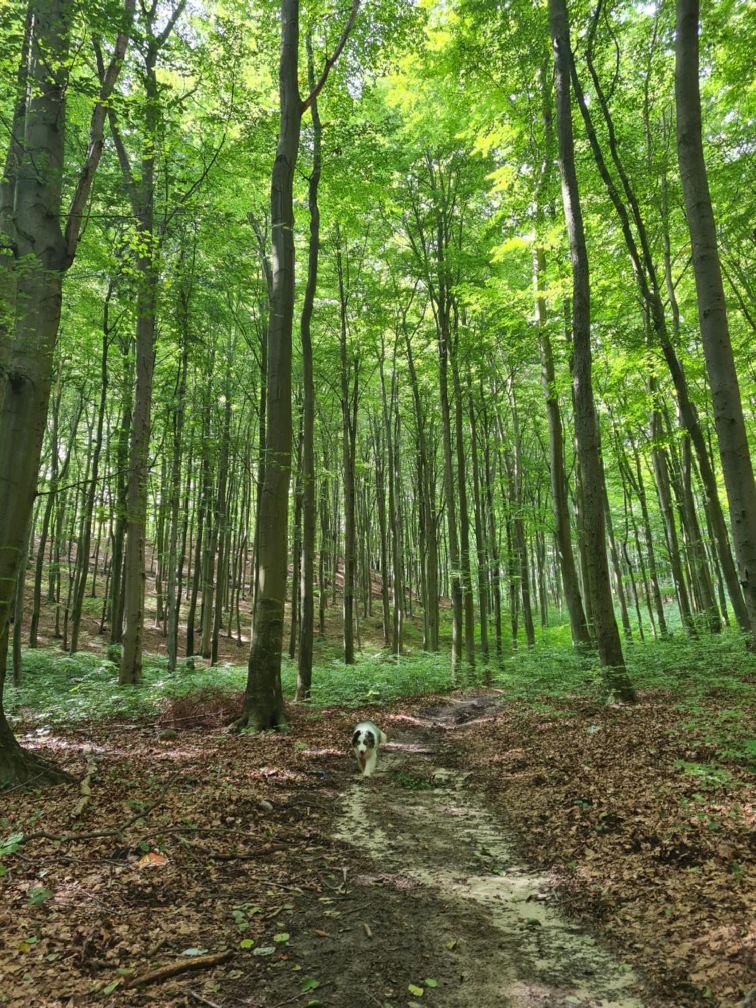 Wigwam Dom Z Basenem Na Kaszubach Villa Sulęczyno Eksteriør billede